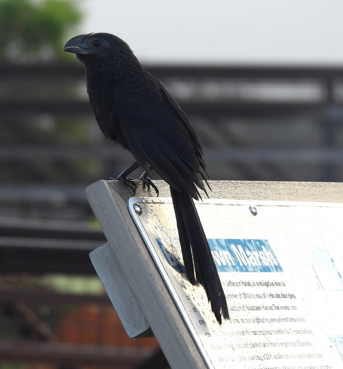Groove-billed Ani - ML643097968