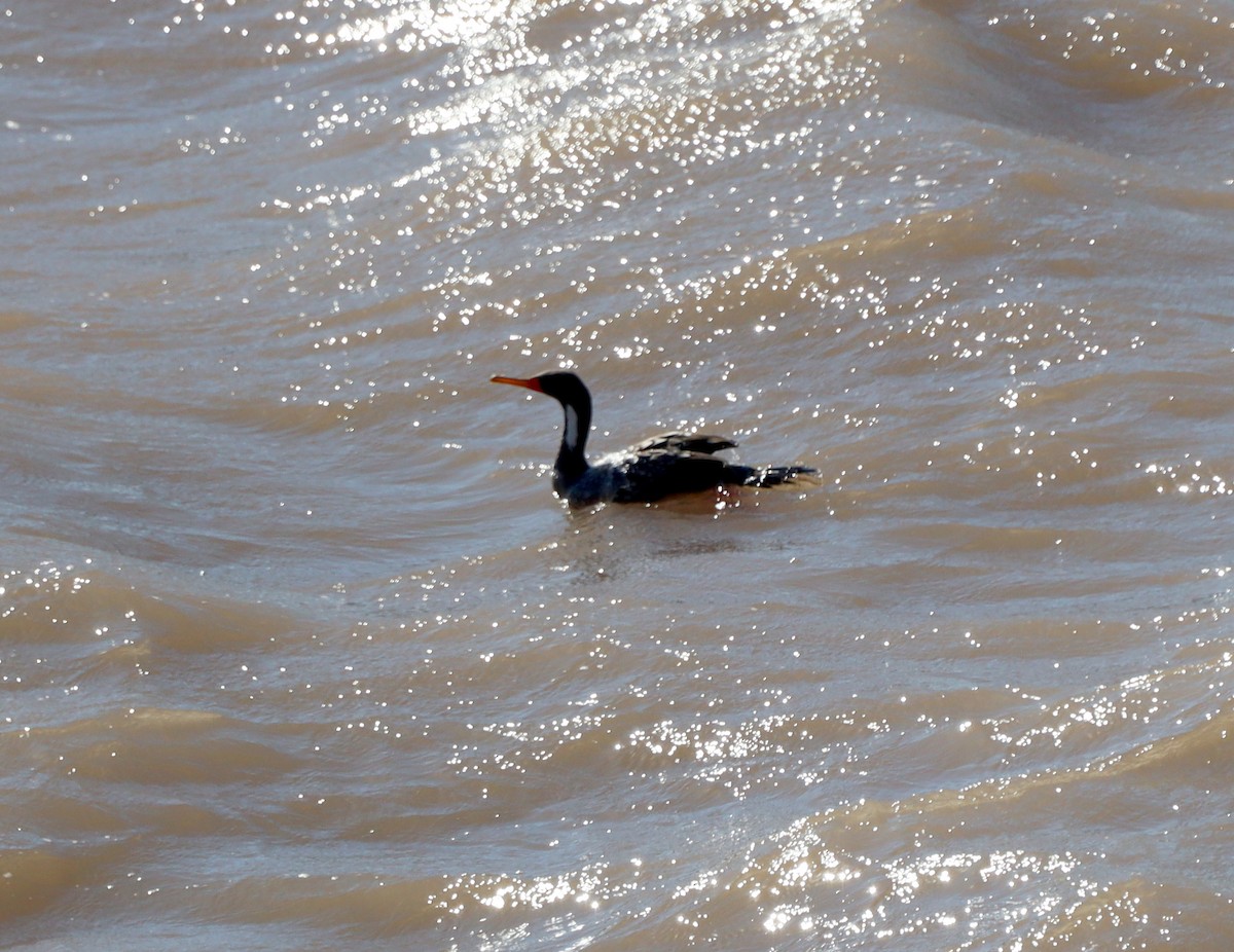 Red-legged Cormorant - ML643097978
