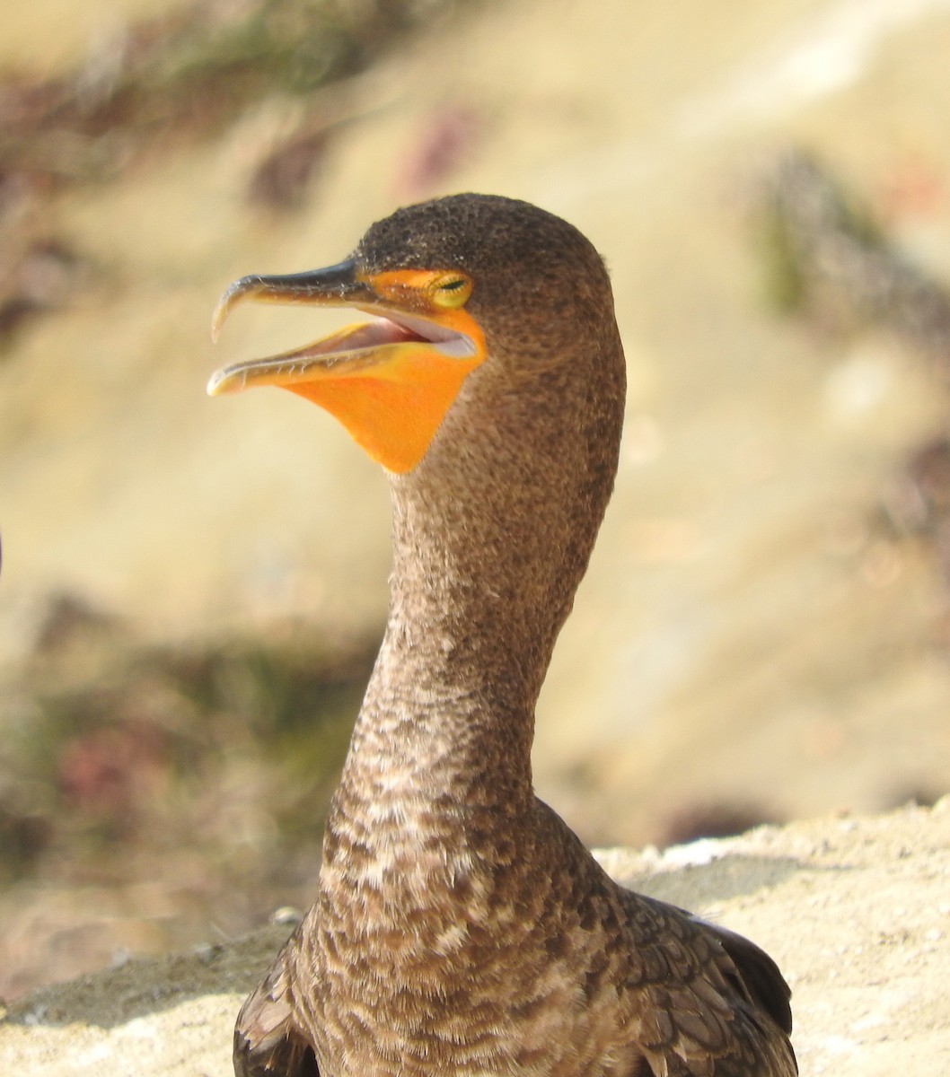 Double-crested Cormorant - ML643097980