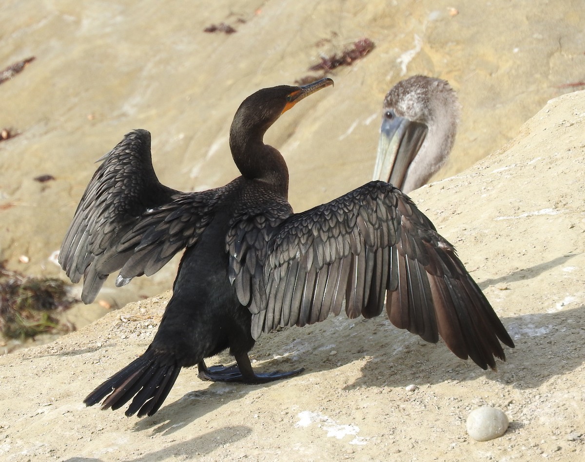 Double-crested Cormorant - ML643097981