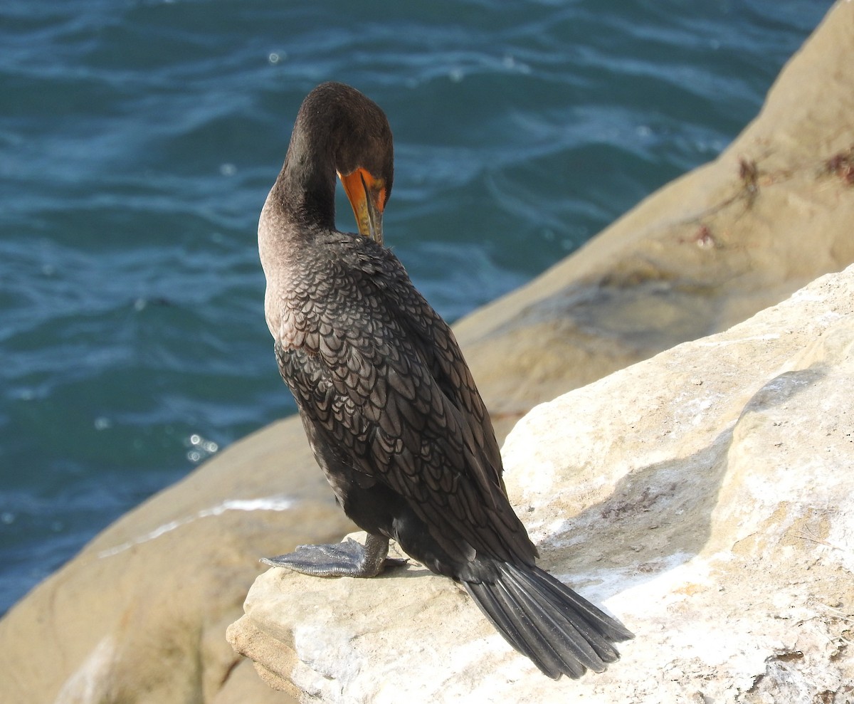 Double-crested Cormorant - ML643097982