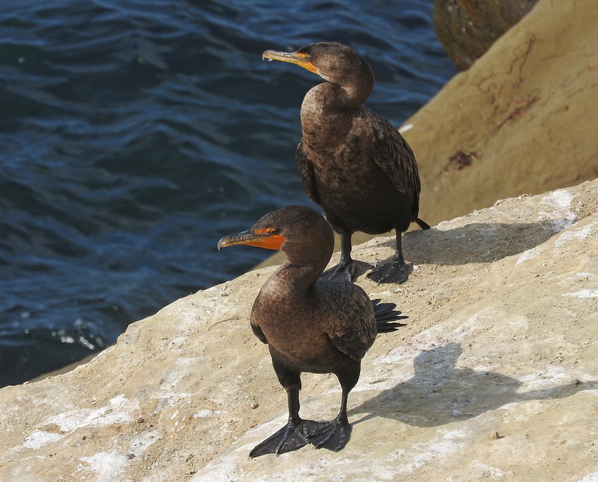 Double-crested Cormorant - ML643097983