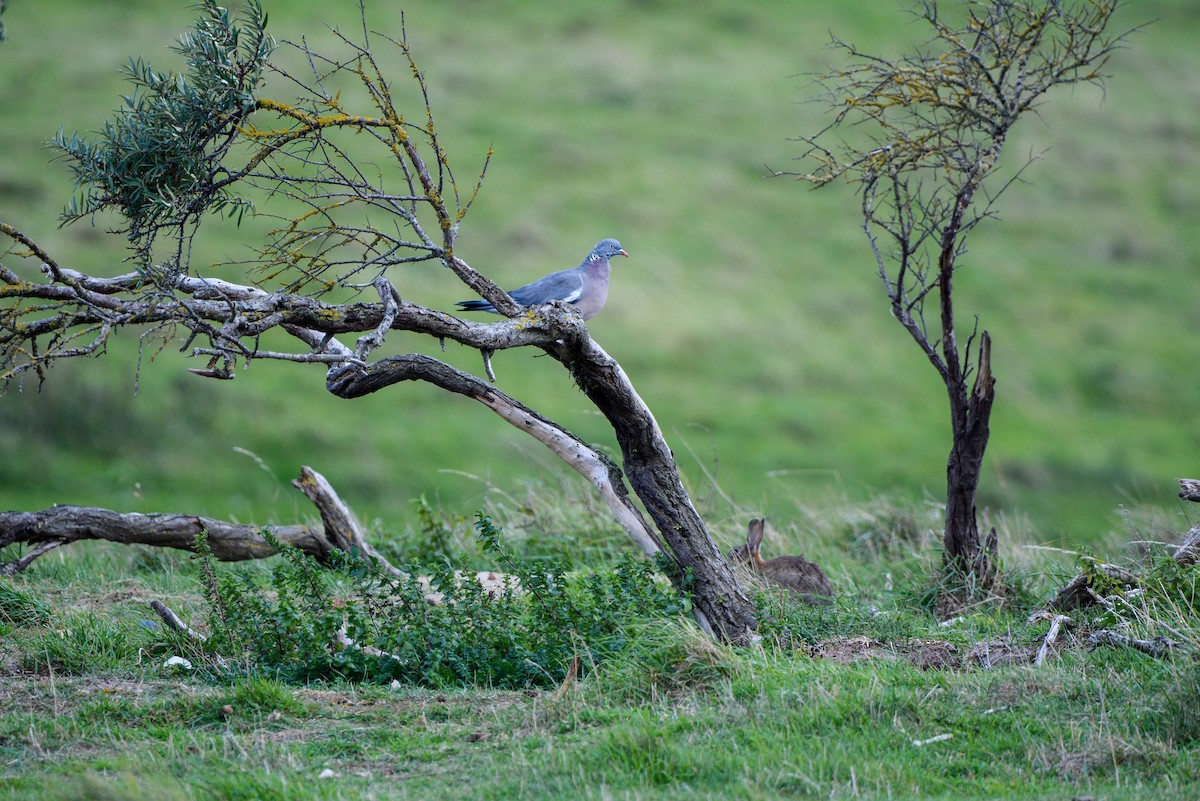 Common Wood-Pigeon - ML643097991