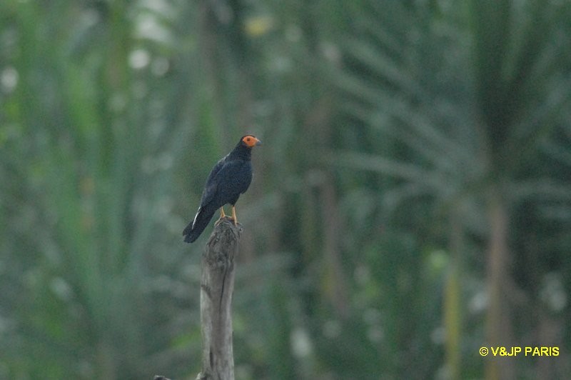 Black Caracara - ML643097992