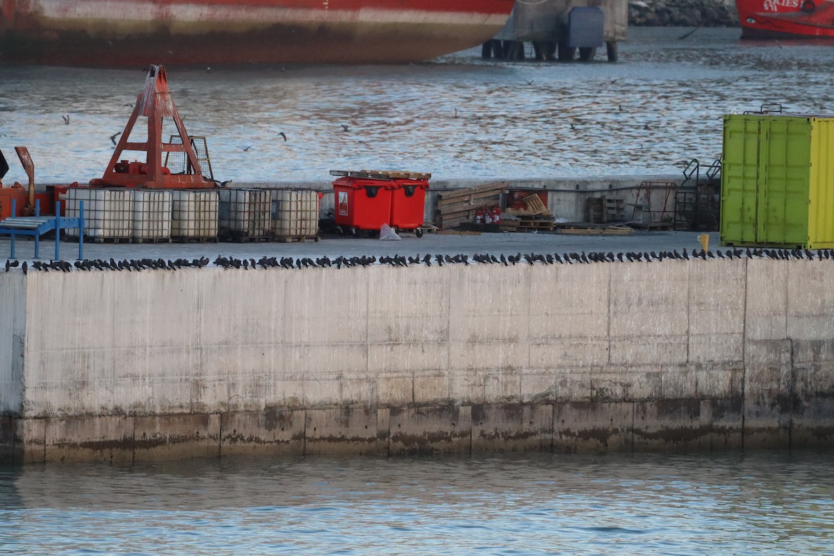 Inca Tern - ML643098000