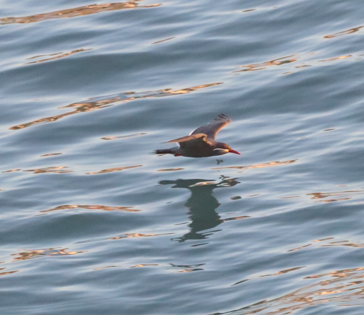 Inca Tern - ML643098009