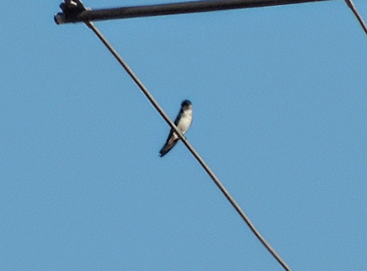Chilean Swallow - ML643098011