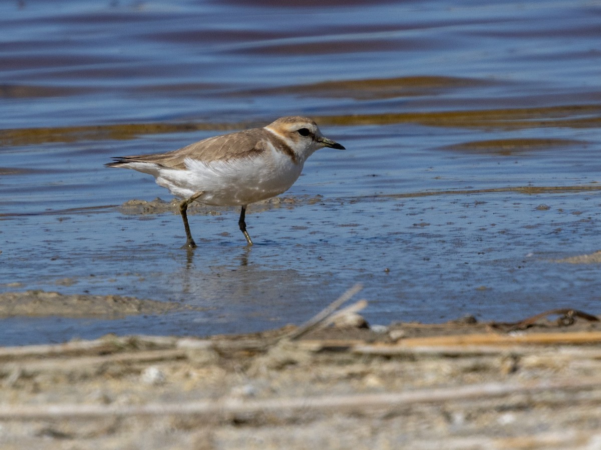 Kentish Plover (Kentish) - ML643098016
