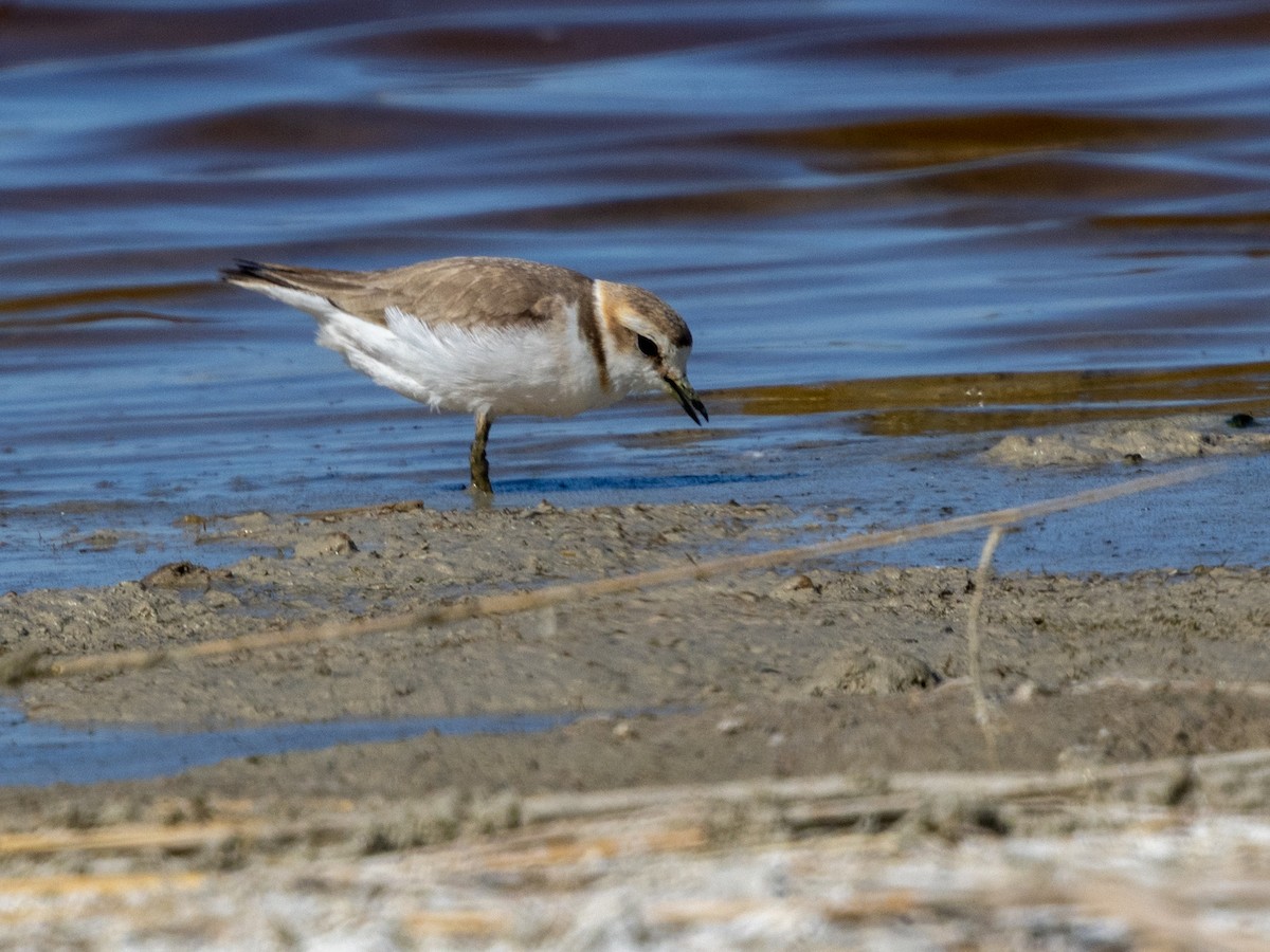 Kentish Plover (Kentish) - ML643098017