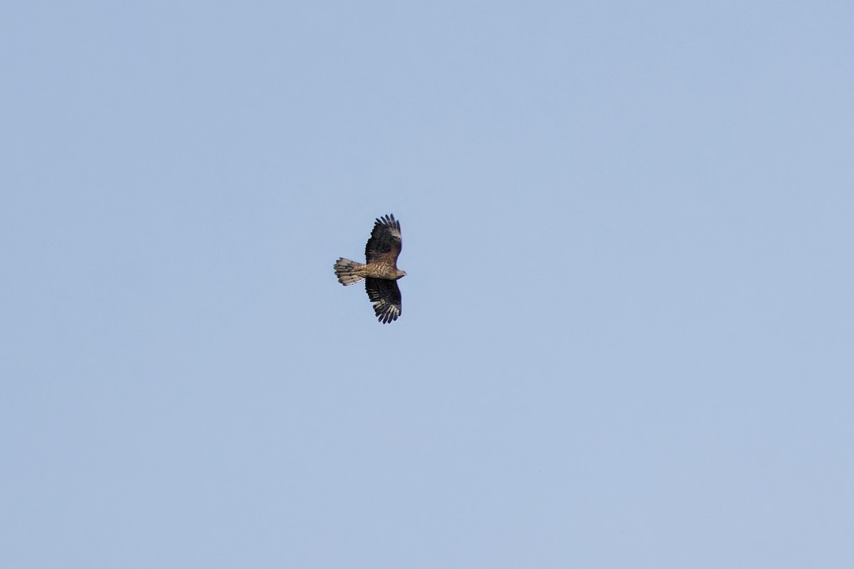 European Honey-buzzard - ML643098037