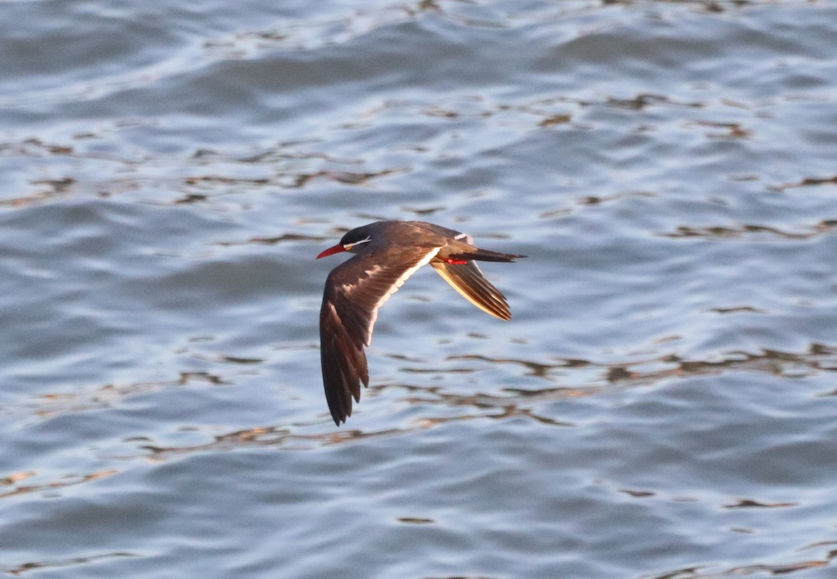 Inca Tern - ML643098048