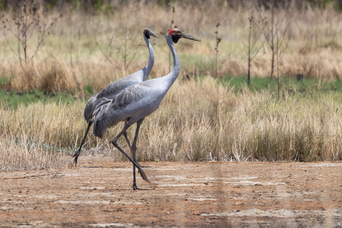 Brolga - ML643098050