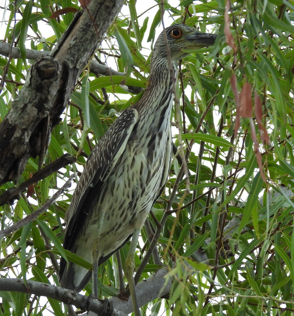 Yellow-crowned Night Heron - ML643098053