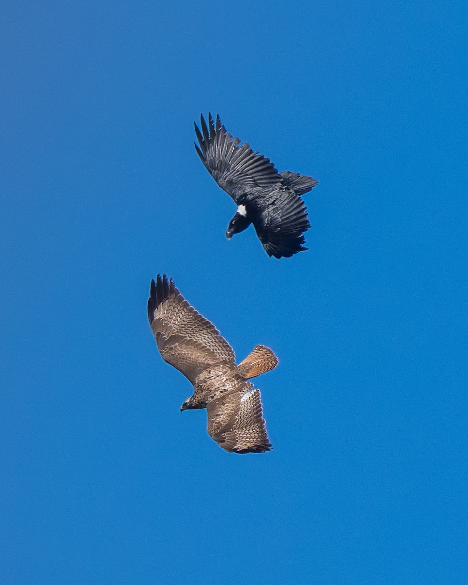 White-necked Raven - ML643098072