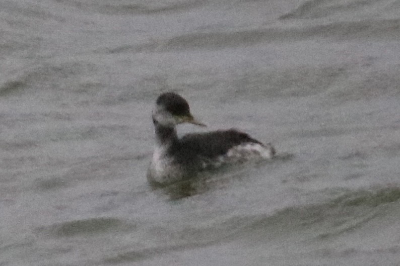 赤頸鸊鷉 - ML643098075