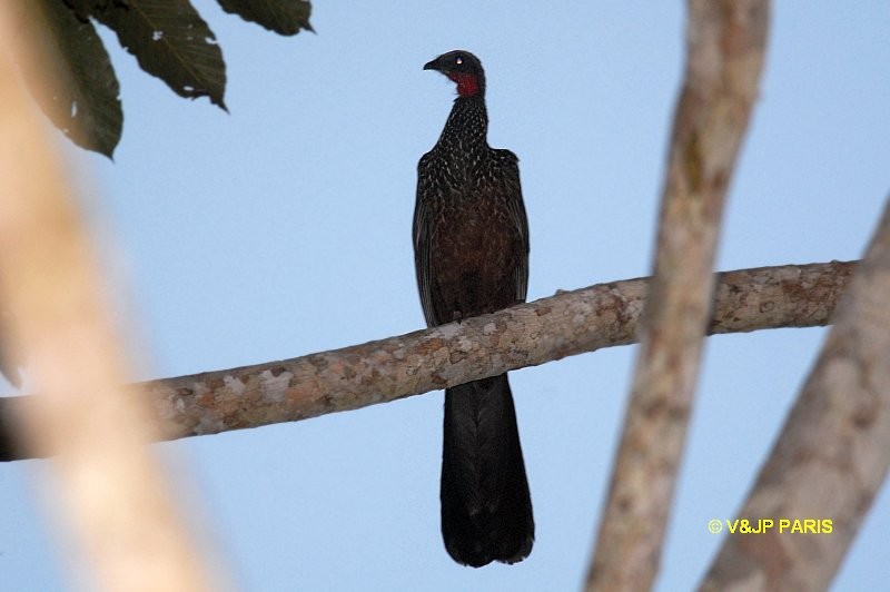 Spix's Guan - ML643098077