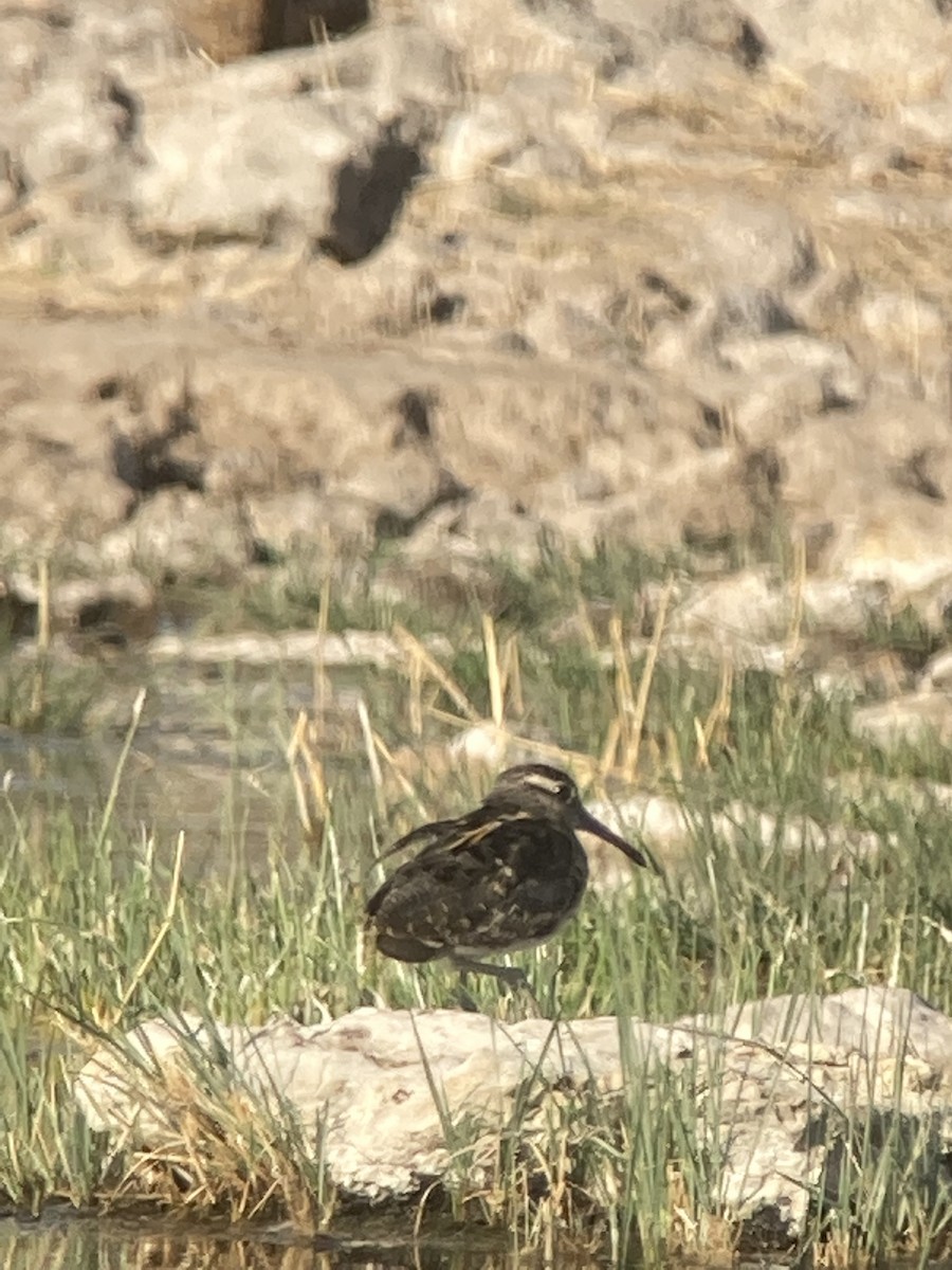 Greater Painted-Snipe - ML643098098