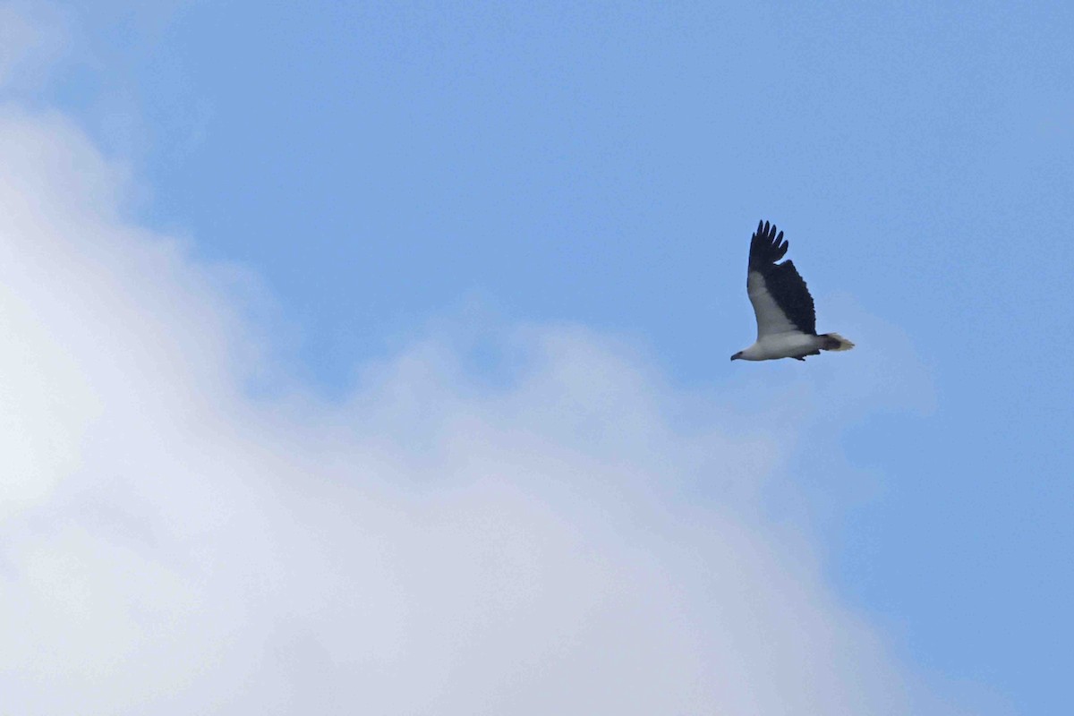 White-bellied Sea-Eagle - ML643098136