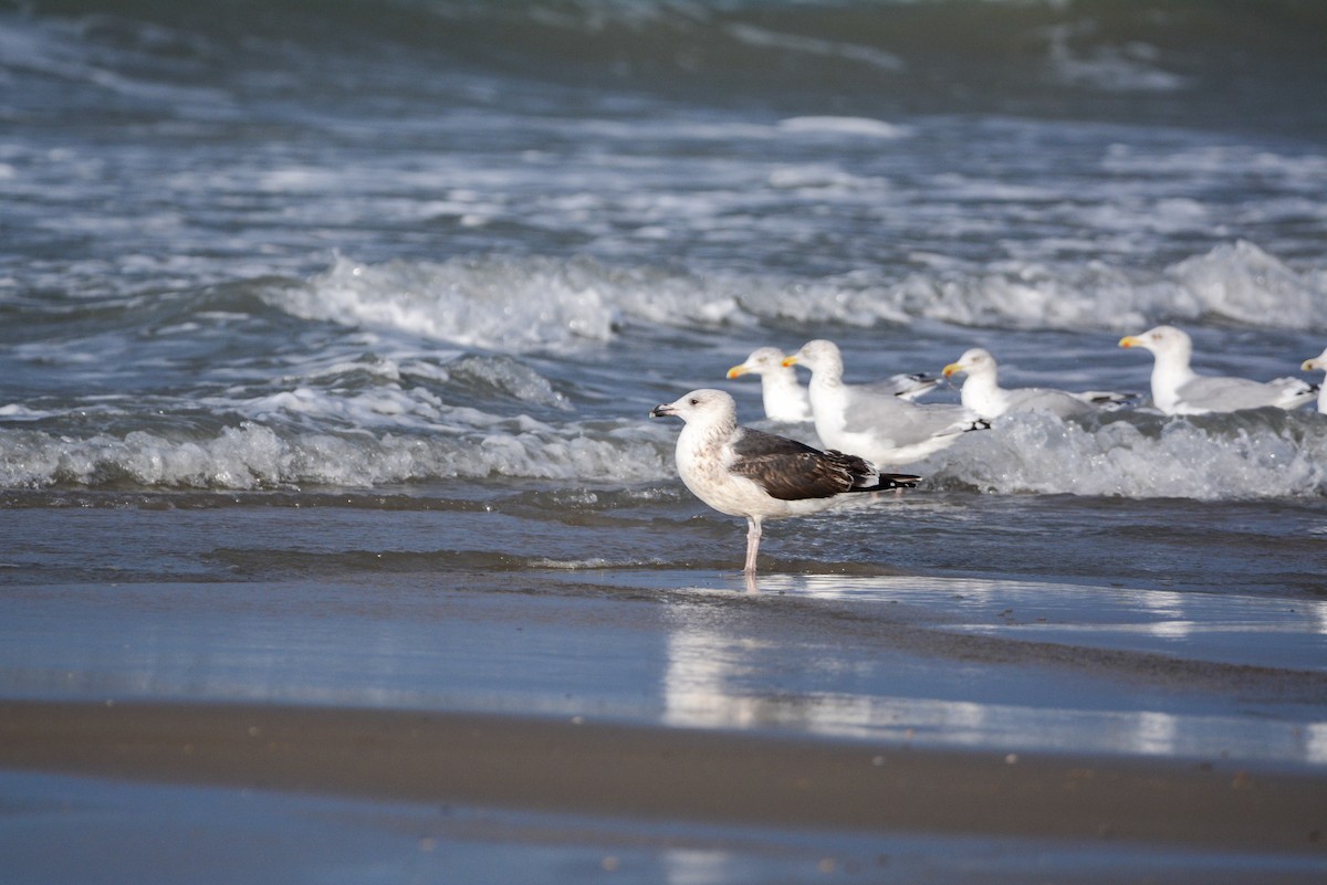Great Black-backed Gull - ML643098147
