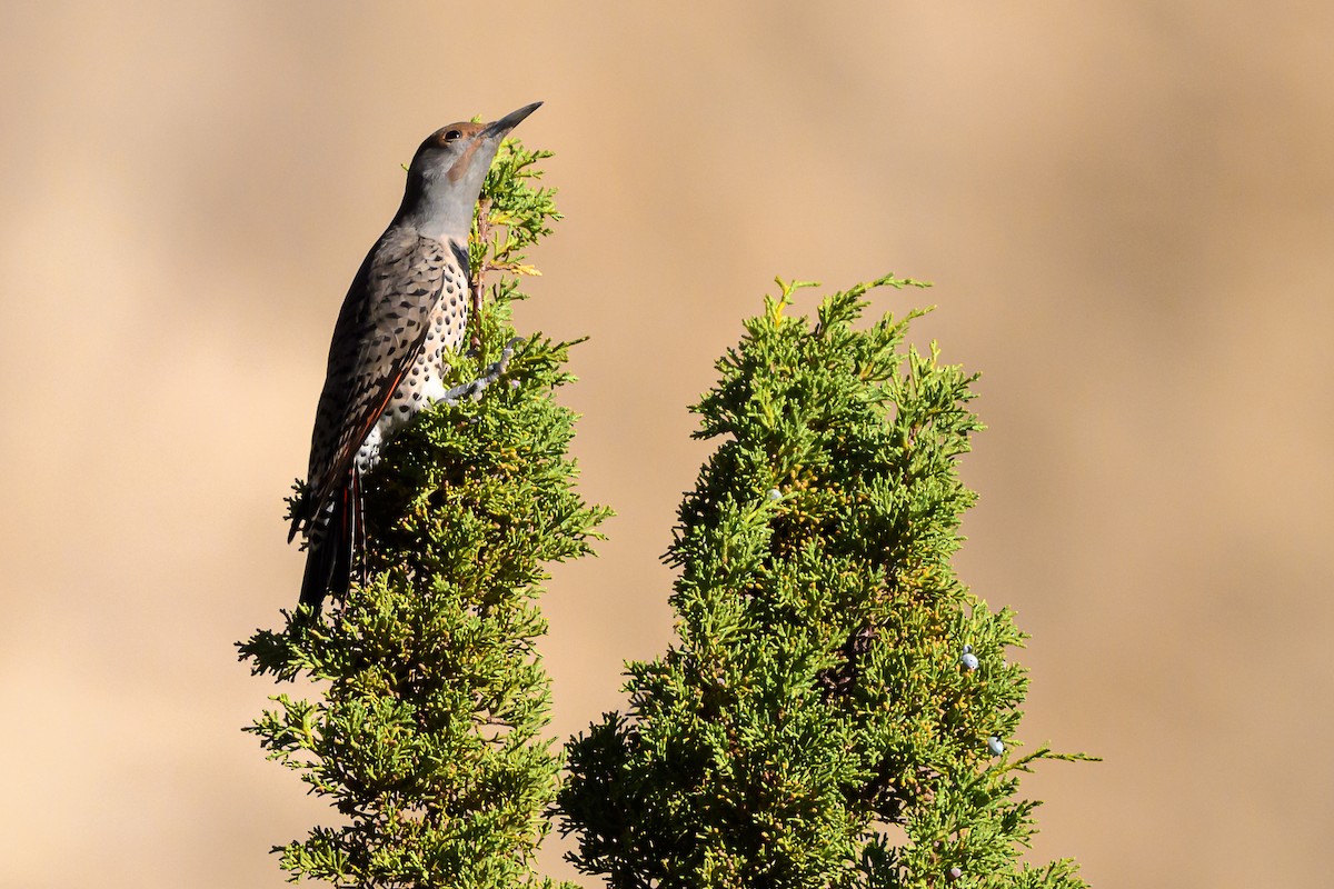 Northern Flicker - ML643098231