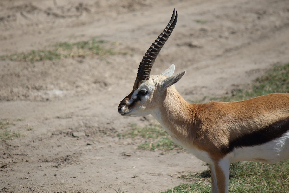 Thomson's Gazelle - ML643098242