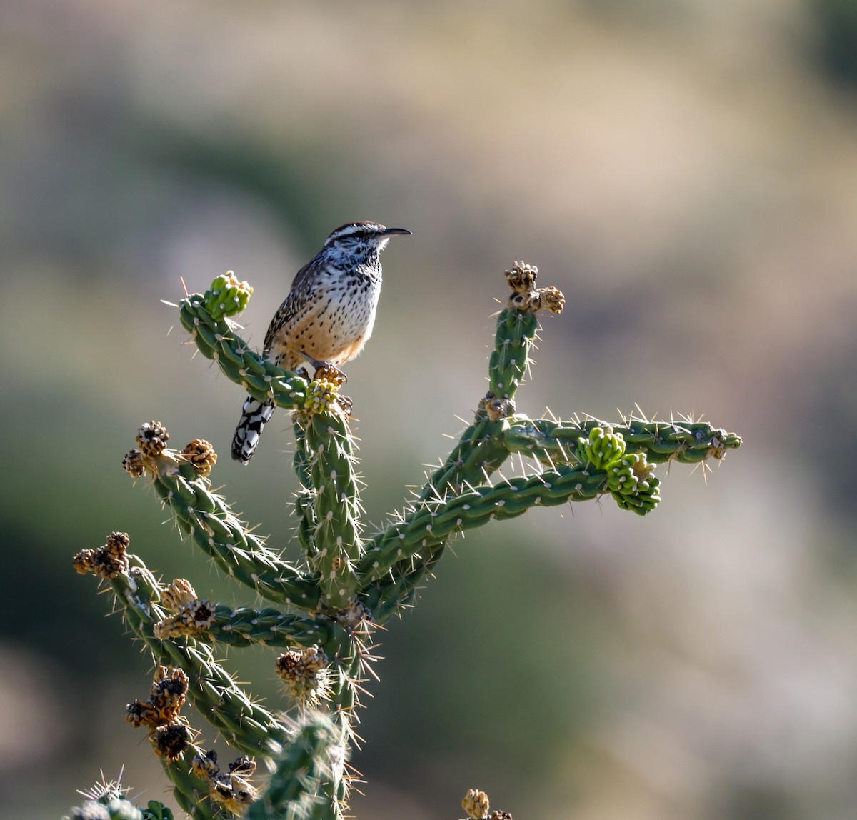 Cactus Wren - ML643098254