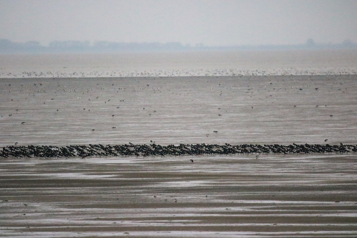 蠣鴴 - ML643098267