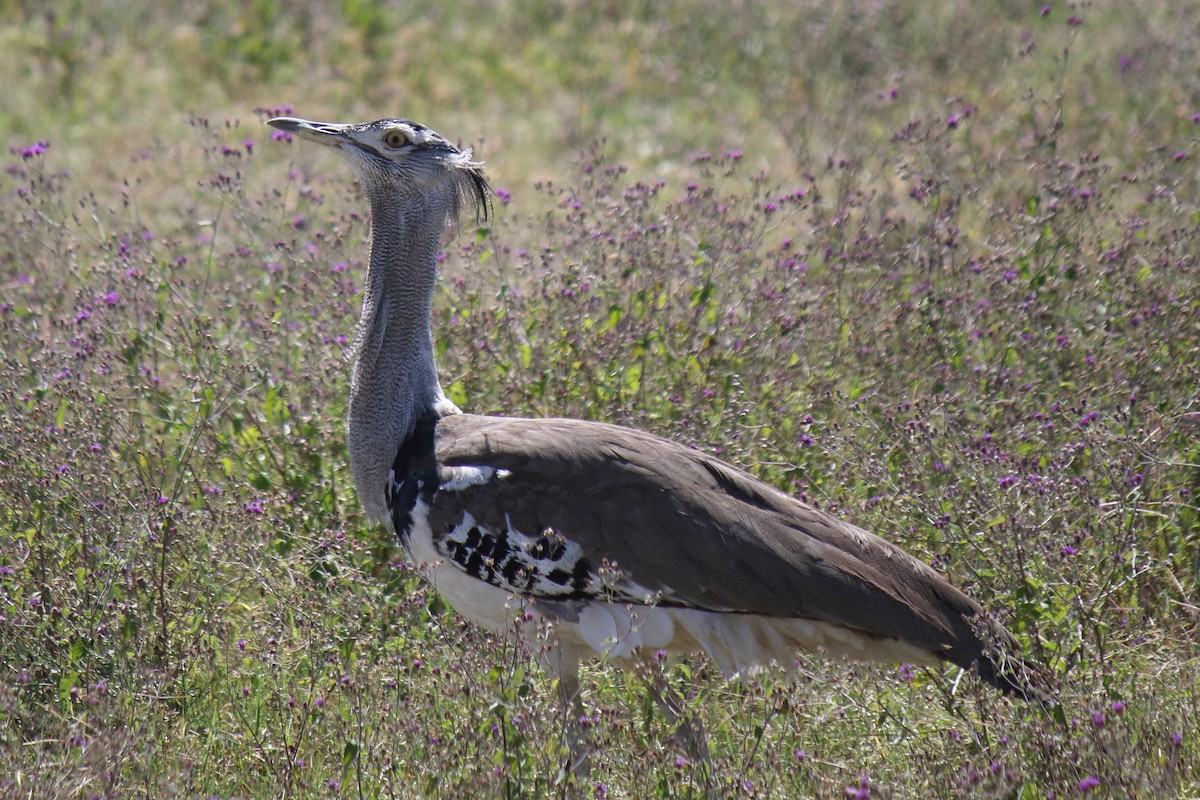 Kori Bustard - ML643098268