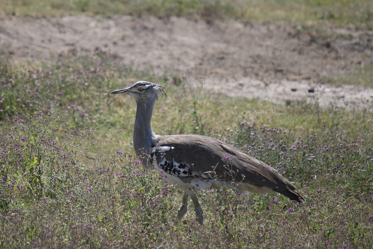 Kori Bustard - ML643098276