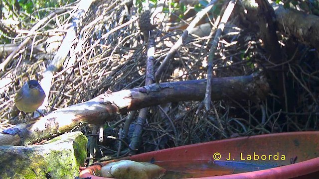 Eurasian Blackcap - ML643098288