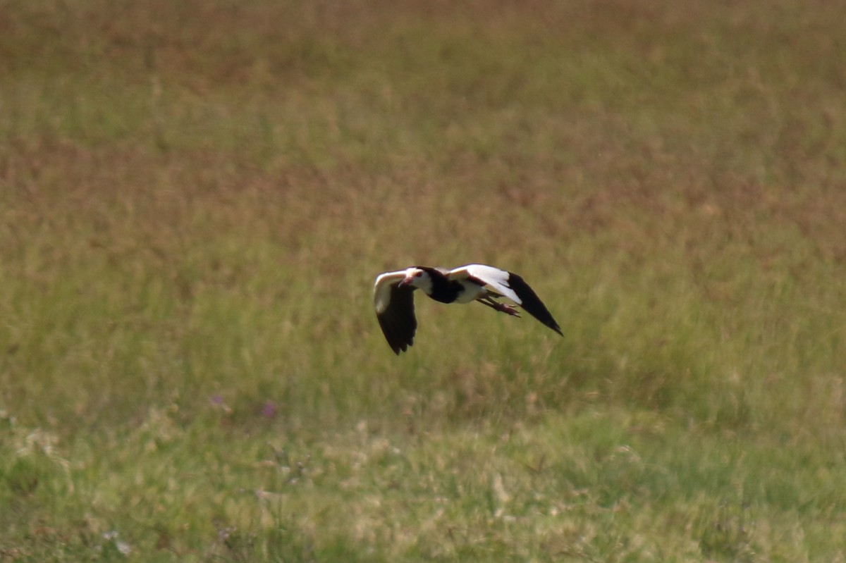 Long-toed Lapwing - ML643098307