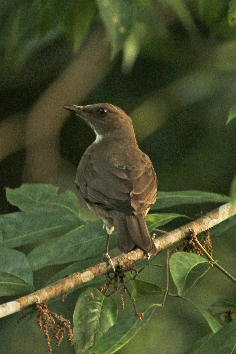 Black-billed Thrush - ML643098313