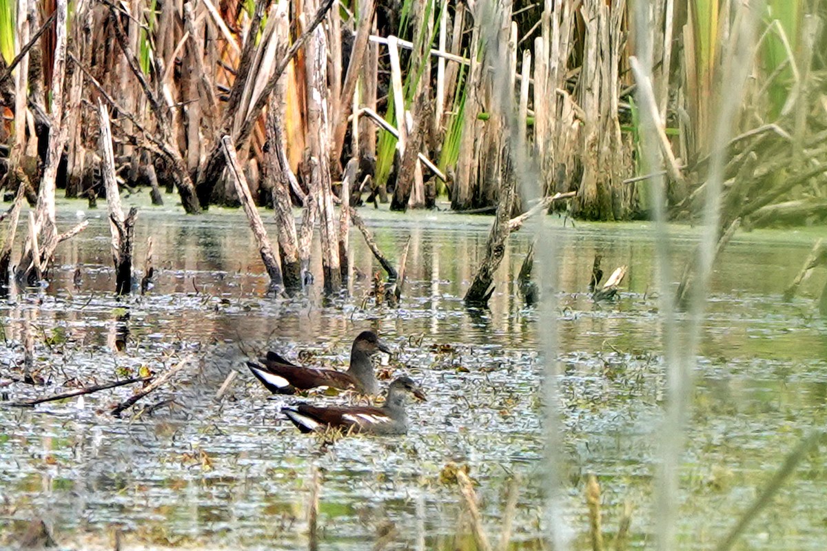 Common Gallinule - ML643098315