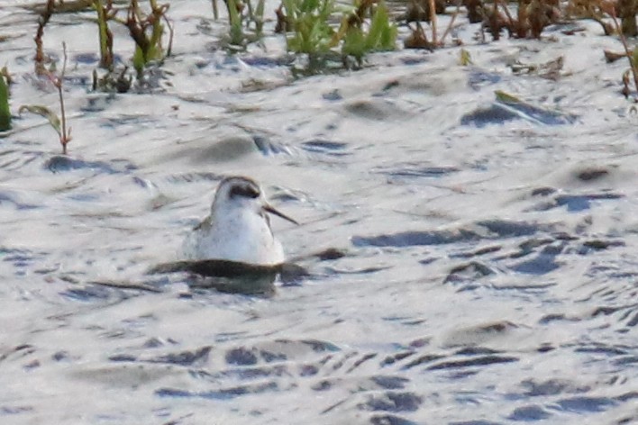 紅領瓣足鷸 - ML643098364