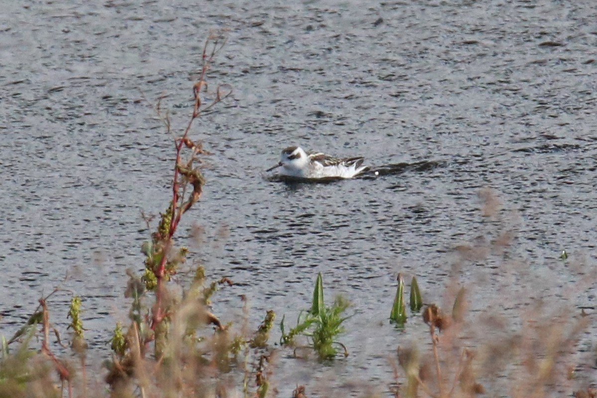 紅領瓣足鷸 - ML643098365