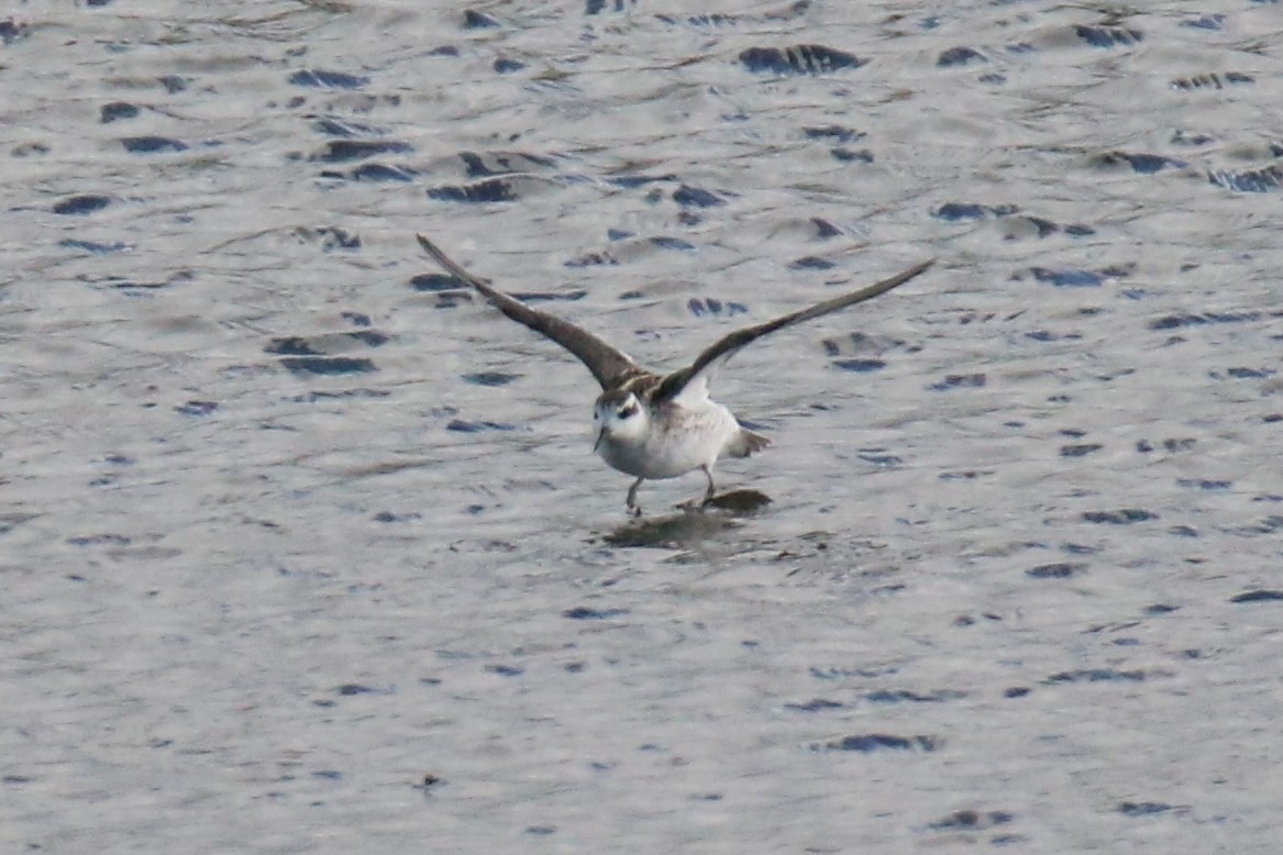 紅領瓣足鷸 - ML643098366