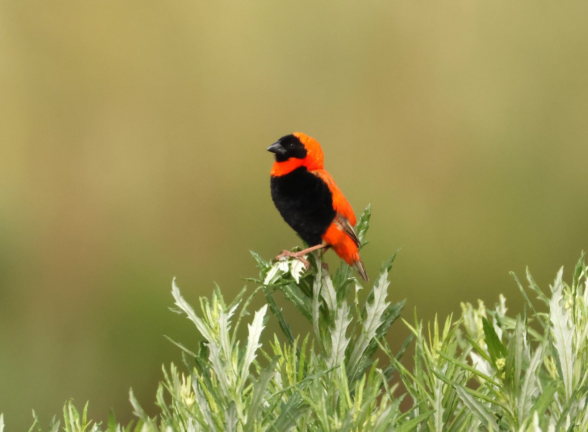 Southern Red Bishop - ML643098368