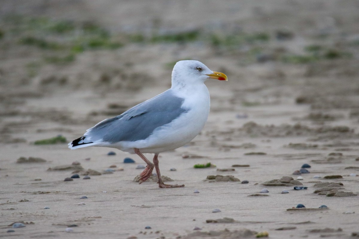 European Herring Gull - ML643098374