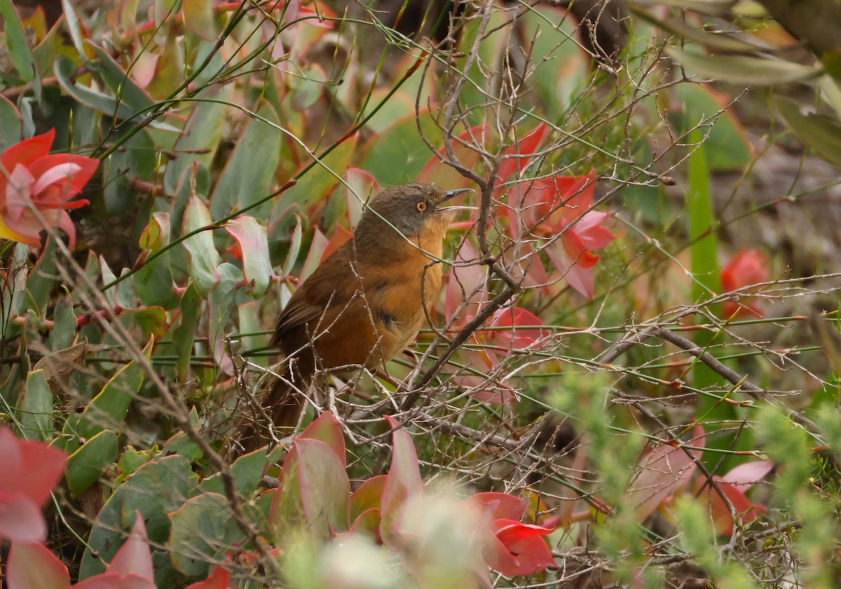 Victorin's Warbler - ML643098390