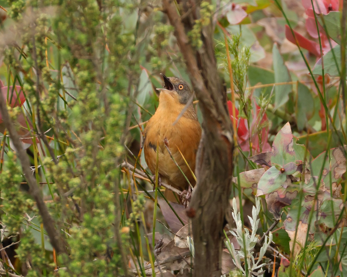 Victorin's Warbler - ML643098391
