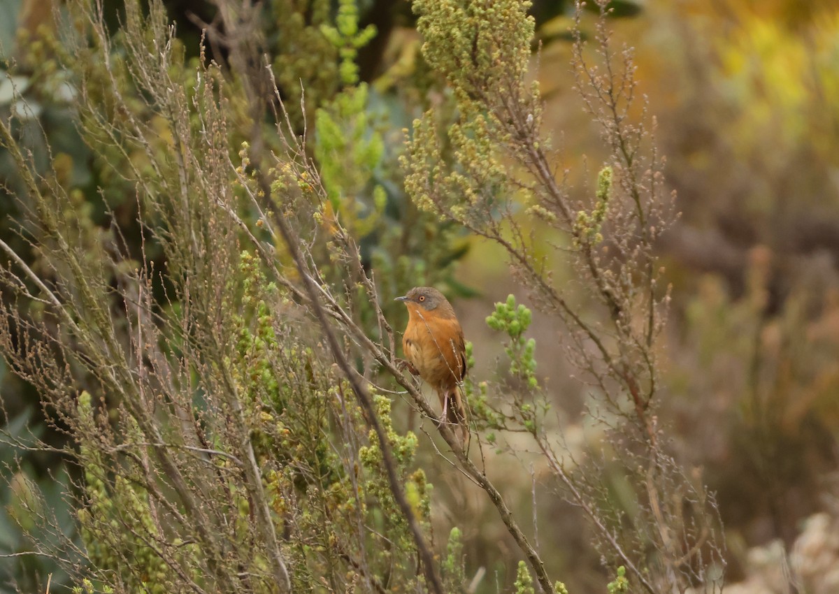 Victorin's Warbler - ML643098392