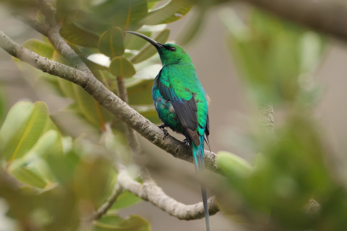 Malachite Sunbird - ML643098397