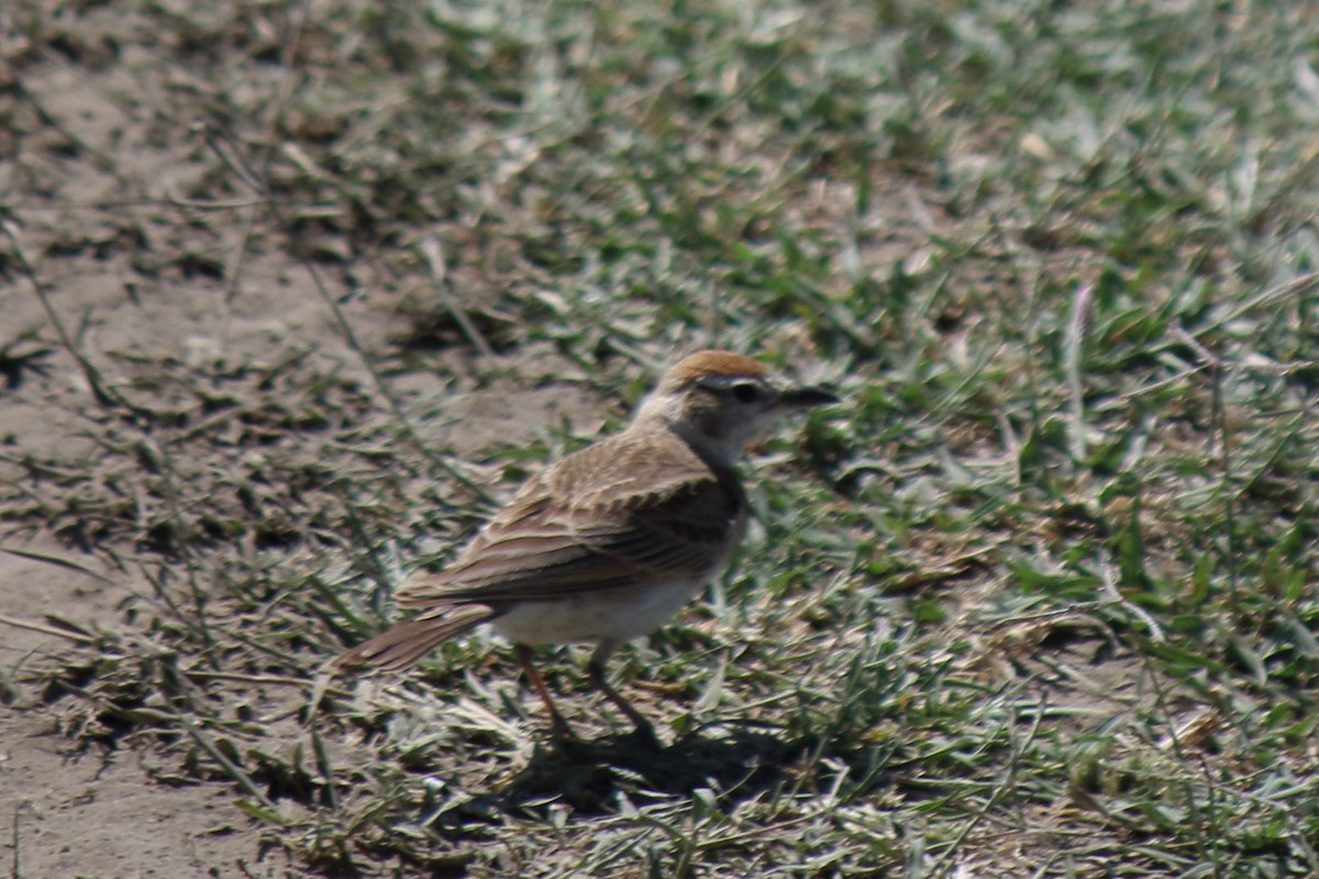 Red-capped Lark - ML643098405
