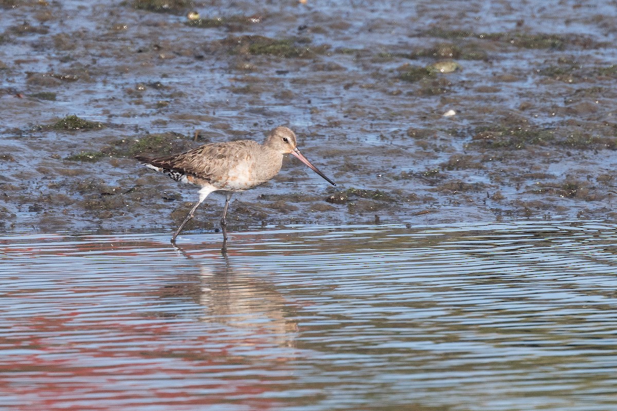 Hudsonian Godwit - ML643098411