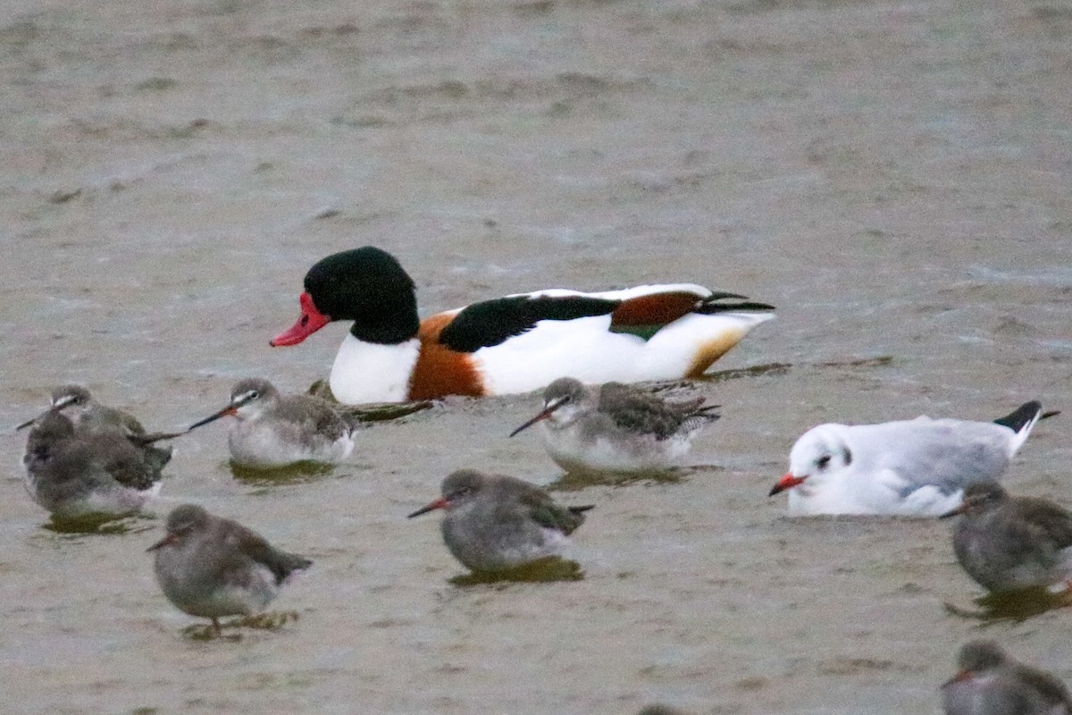 花鳧 - ML643098419