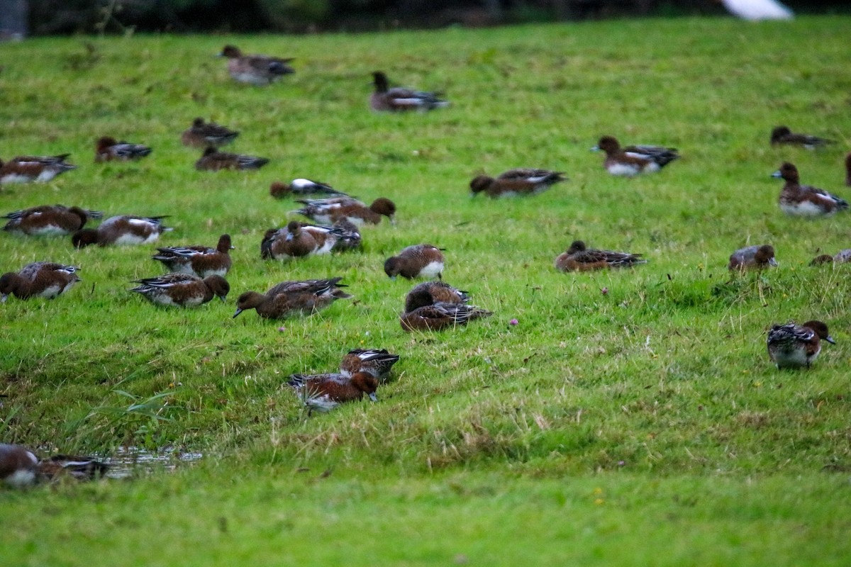 赤頸鴨 - ML643098425