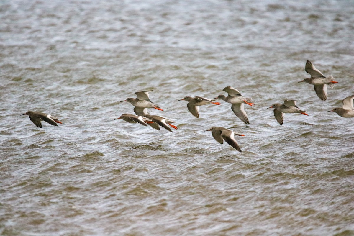 赤足鷸 - ML643098462