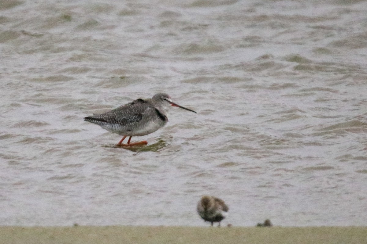 鶴鷸 - ML643098473