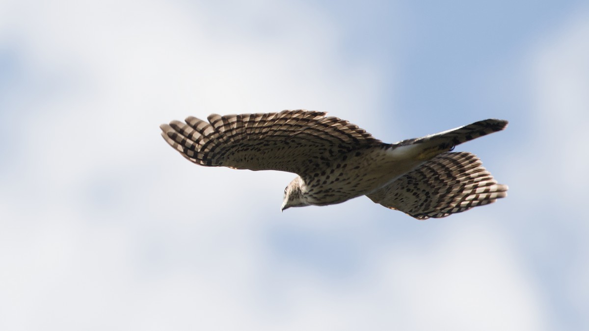 Cooper's Hawk - ML643098489