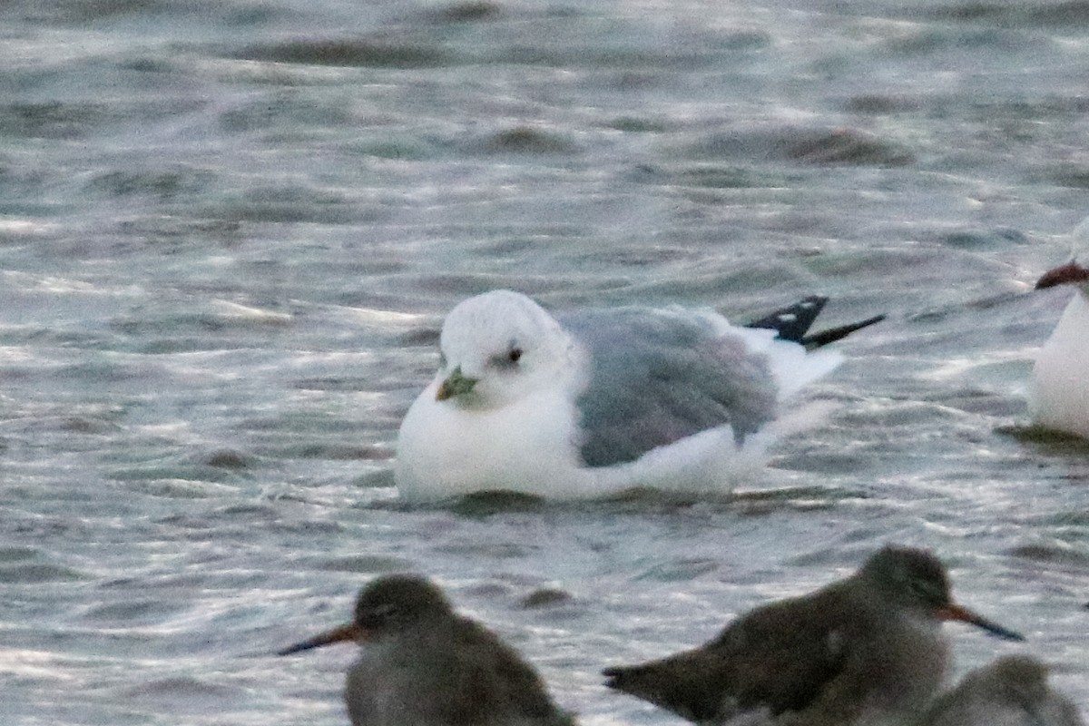 歐亞海鷗 - ML643098494